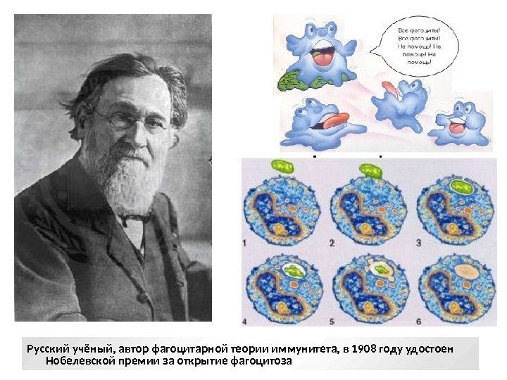 фагоцитоз Русский учёный, автор фагоцитарной теории иммунитета, в 1908 году удостоен Нобелевской премии за