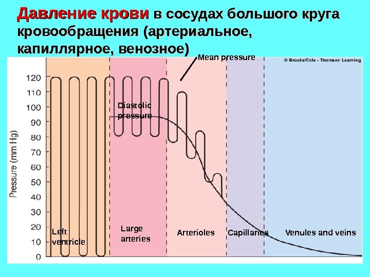 Давление крови в сосудах большого круга кровообращения (( артериальное,  капиллярное, венозное) Mean pressure