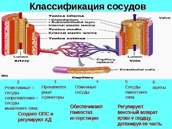 Классификация сосудов Резистивные = сосуды сопротивления = сосуды мышечного типа:    Создают