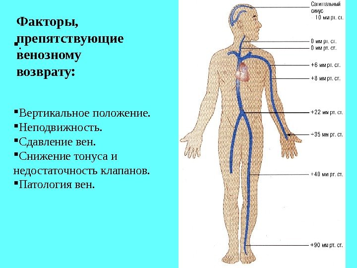 . Факторы,  препятствующие венозному возврату:  Вертикальное положение.  Неподвижность.  Сдавление вен.