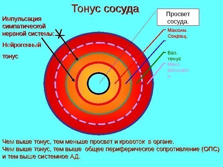 Макс.  расшире н. Баз.  тонус. Максим. Сокращ. Просвет сосуда. Импульсация симпатической нервной