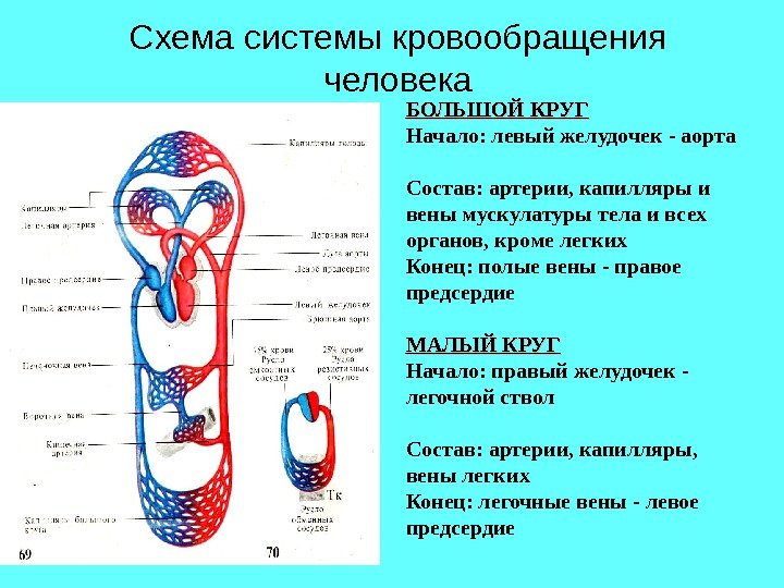 Схема системы кровообращения человека БОЛЬШОЙ КРУГ Начало: левый желудочек - аорта Состав: артерии, капилляры
