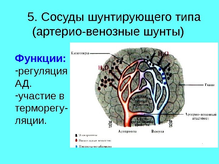 5. Сосуды  шунтирующего типа  ( артерио-венозные шунты) Функции:  - регуляция АД.