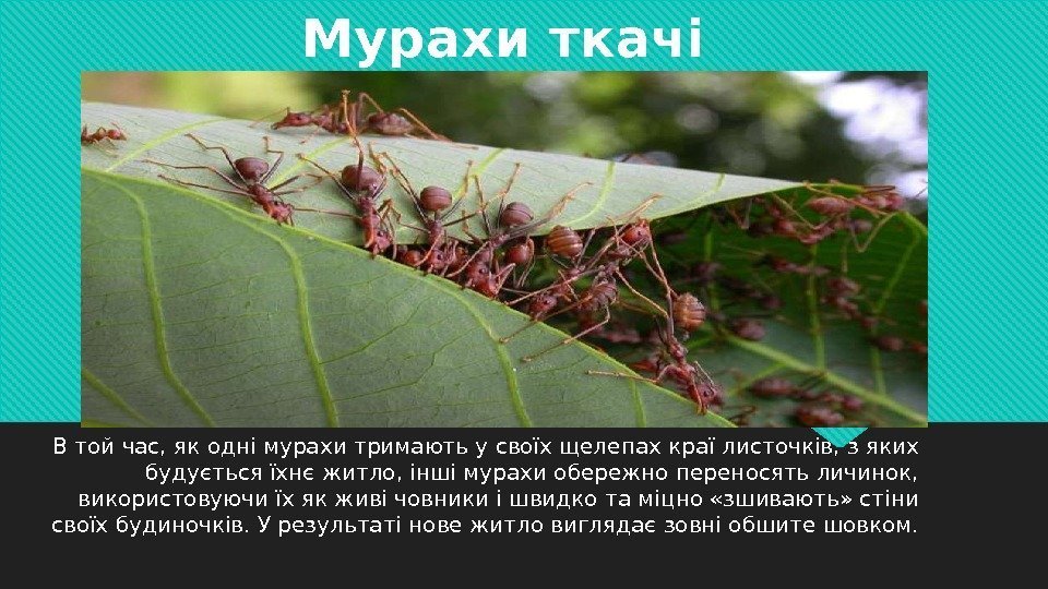 Мурахи ткачі В той час, як одні мурахи тримають у своїх щелепах краї листочків,