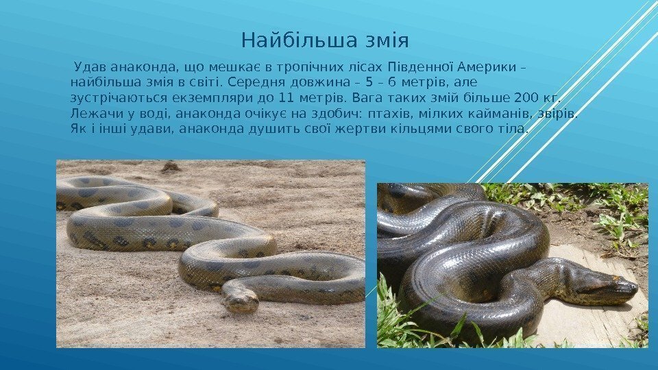 Найбільша змія Удав анаконда, що мешкає в тропічних лісах Південної Америки – найбільша змія
