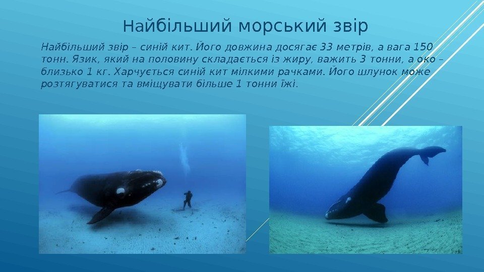 На йбільший морський звір Найбільший звір – синій кит. Його довжина досягає 33 метрів,
