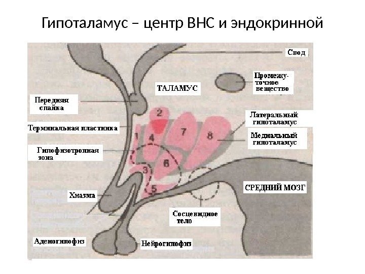 Гипоталамус – центр ВНС и эндокринной 
