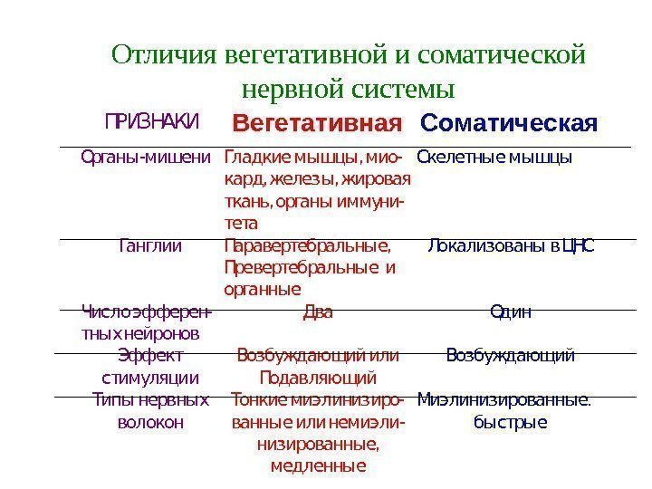 Отличия вегетативной и соматической нервной системы ПРИЗНАКИ Вегетативная Соматическая Органы-мишени Гладкие мышцы,  мио-