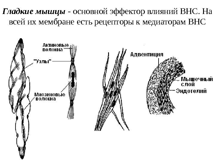 Гладкие мышцы - основной эффектор влияний ВНС. На всей их мембране есть рецепторы к