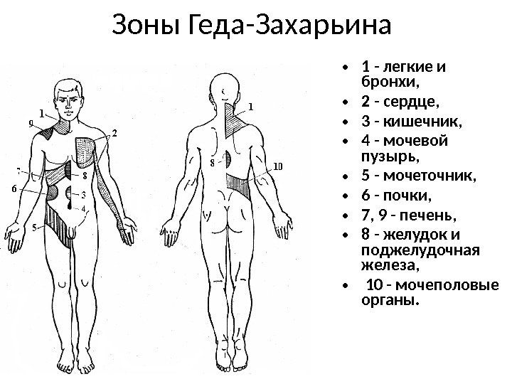 Зоны Геда-Захарьина  • 1 - легкие и бронхи,  • 2 - сердце,