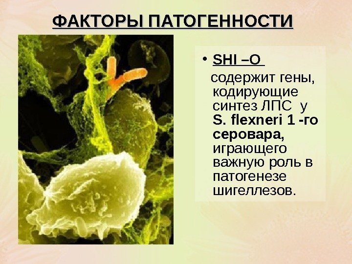   ФАКТОРЫ ПАТОГЕННОСТИ • SHI – O содержит гены,  кодирующие синтез ЛПС
