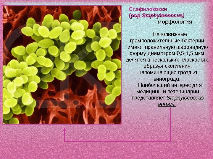 Неподвижные грамположительные бактерии,  имеют правильную шаровидную форму диаметром 0, 5 -1, 5 мкм,