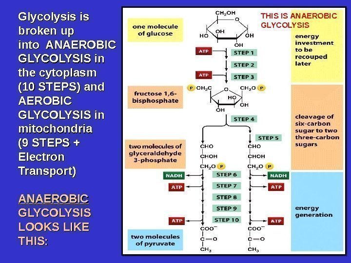 Glycolysis is broken up into ANAEROBIC GLYCOLYSIS in the cytoplasm (10 STEPS) and AEROBIC