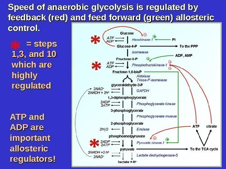 ATP and ADP are important allosteric regulators!Speed of anaerobic glycolysis is regulated by feedback