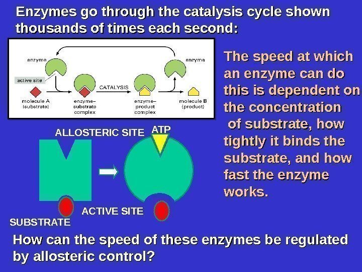 Enzymes go through the catalysis cycle shown thousands of times each second:  The