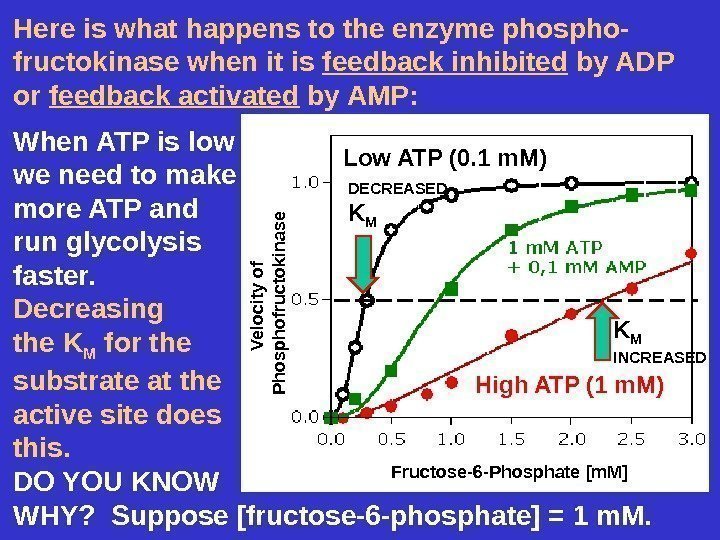 Here is what happens to the enzyme phospho- fructokinase when it is feedback inhibited