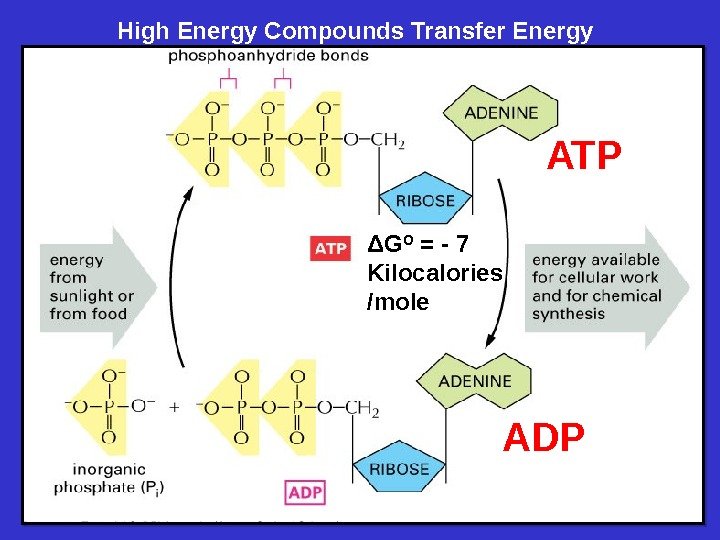 ATP ADPΔG O = - 7 Kilocalories /mole. High Energy Compounds Transfer Energy 