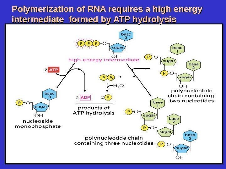 Polymerization of RNA requires a high energy intermediate formed by ATP hydrolysis 