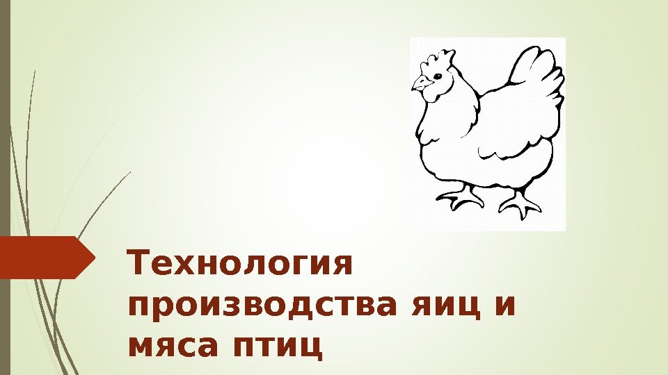 Технология производства яиц и мяса птиц   