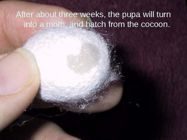 After about three weeks, the pupa will turn into a moth, and hatch from