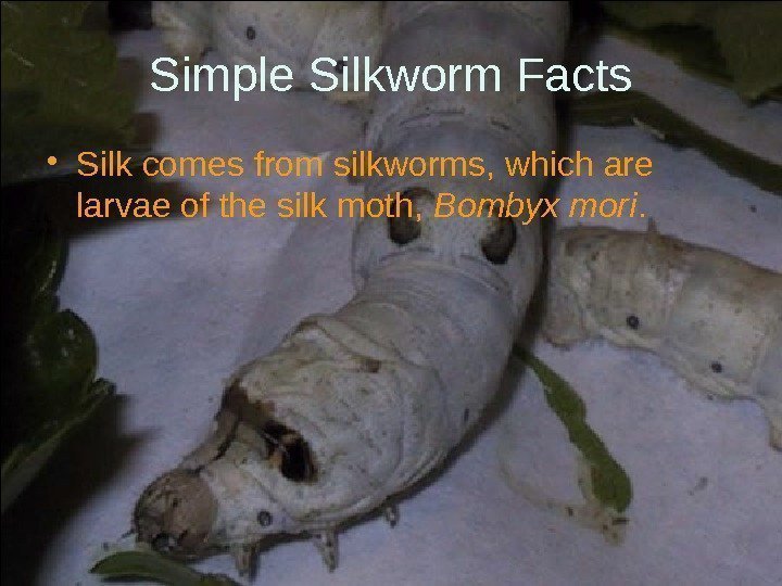 Simple Silkworm Facts • Silk comes from silkworms, which are larvae of the silk
