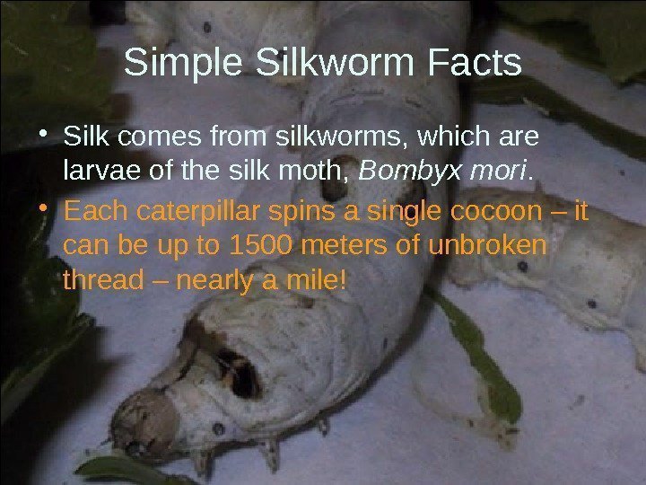 Simple Silkworm Facts • Silk comes from silkworms, which are larvae of the silk