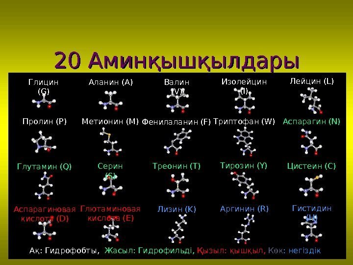 20 20 Аминқышқылдары Глицин  (G) Глютаминовая кислота (E)Аспарагиновая кислота (D) Метионин (M) Треонин