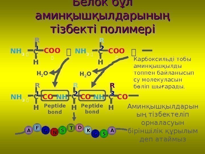 Белок бұл аминқышқылдарының тізбекті полимері R 1 NH 3 ＋ C CO H R