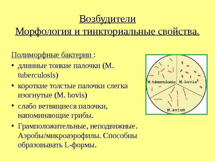 Возбудители Морфология и тинкториальные свойства. Полиморфные бактерии :  • длинные тонкие палочки (M.