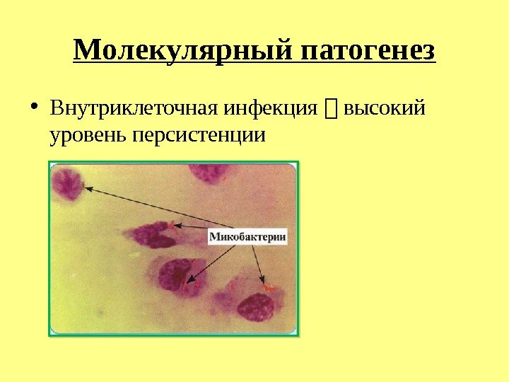 Молекулярный патогенез • Внутриклеточная инфекция  высокий уровень персистенции  