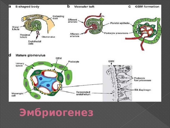 Эмбриогенез 