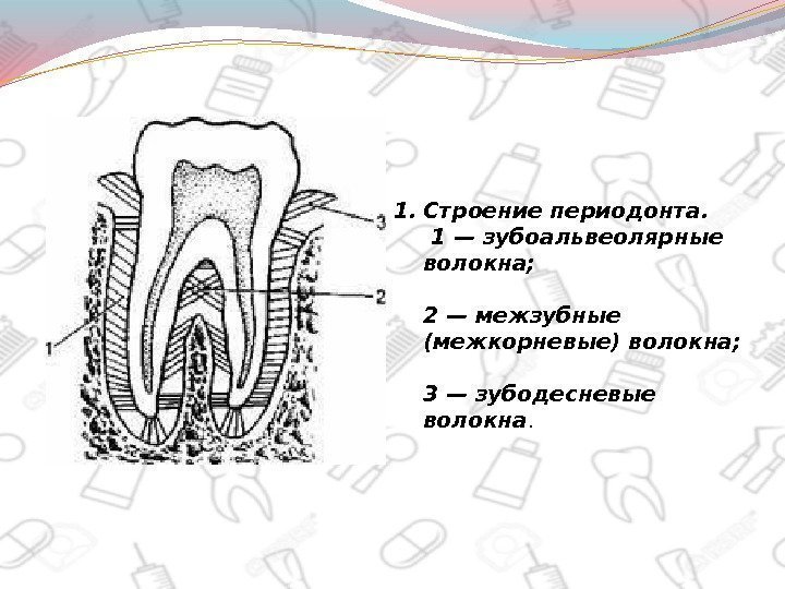 1. Строение периодонта.  1 — зубоальвеолярные волокна;  2 — межзубные (межкорневые) волокна;