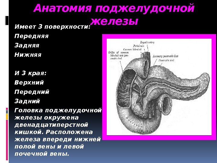 Анатомия поджелудочной железы Имеет 3 поверхности: Передняя Задняя Нижняя И 3 края: Верхний Передний