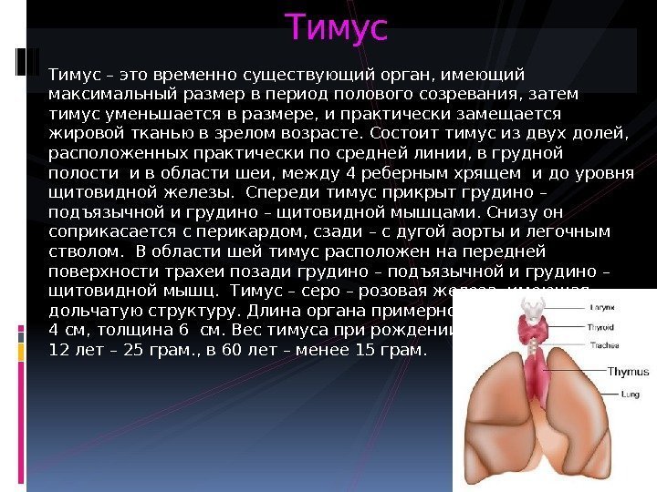 Тимус – это временно существующий орган, имеющий максимальный размер в период полового созревания, затем