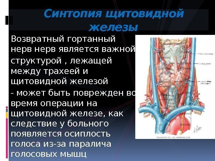 Возвратный гортанный нерв является важной структурой , лежащей между трахеей и щитовидной железой -