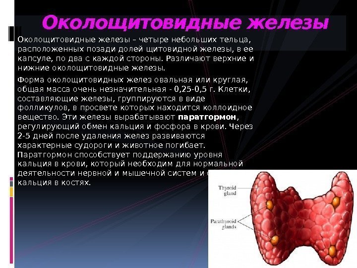 Околощитовидные железы – четыре небольших тельца,  расположенных позади долей щитовидной железы, в ее