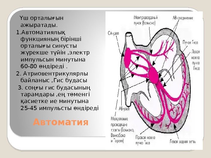   Автоматия Үш орталығын ажыратады. 1. Автоматиялық функцияның бірінші орталығы синусты жүрекше түйін