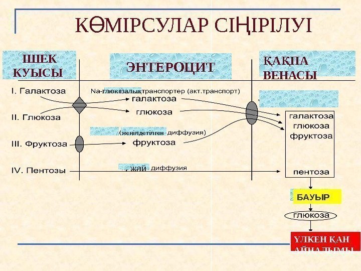   К МIРСУЛАР СI IРІЛУIӨ Ң IШЕК КУЫСЫ ЭНТЕРОЦИТ А ПА Қ Қ