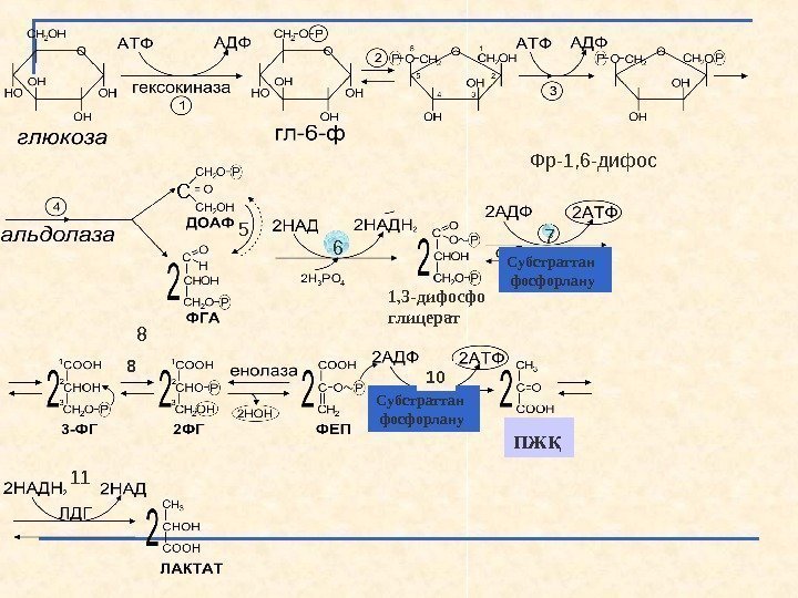   8    Фр-1, 6 -дифос Субстраттан  фосфорлану 1, 3