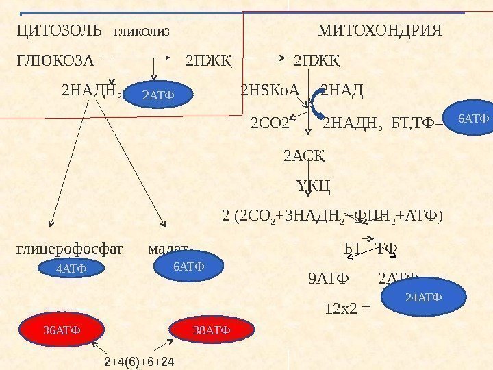 ЦИТОЗОЛЬ  ГЛИКОЛИЗ       МИТОХОНДРИЯ ГЛЮКОЗА   