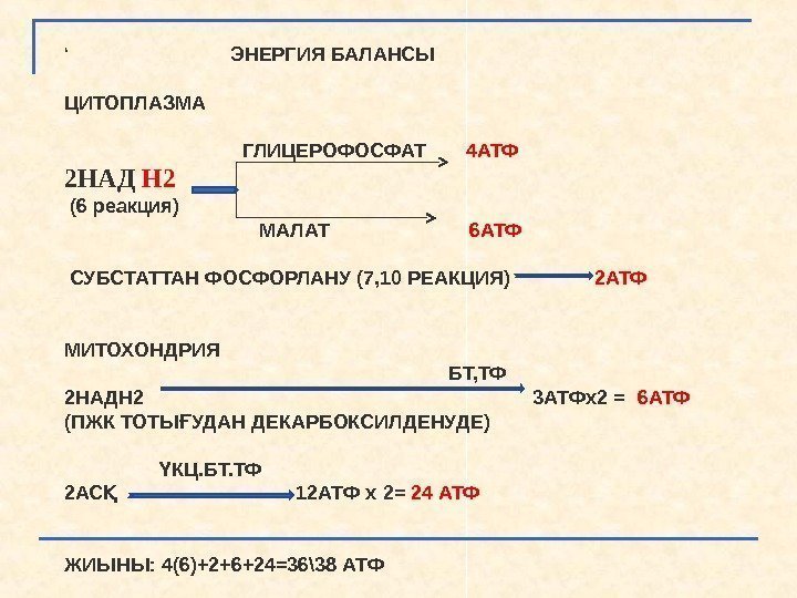 ‘      ЭНЕРГИЯ БАЛАНСЫ ЦИТОПЛАЗМА     