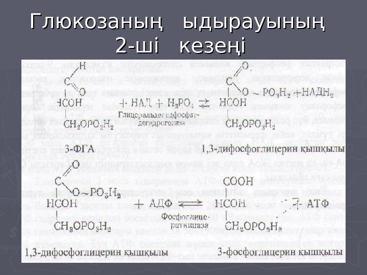   Глюкозаның  ыдырауының  2 -ші  кезеңі  