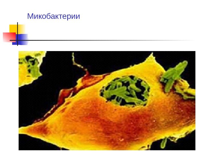 Микобактерии поглощаются альвеолярным макрофагом на участке внедрения, где МБТ в течении нескольких дней размножаются
