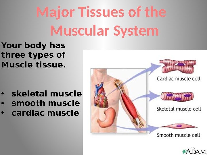 Major Tissues of the  Muscular System Your body has three types of Muscle
