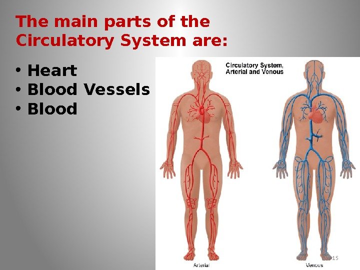 The main parts of the Circulatory System are:  • Heart • Blood Vessels
