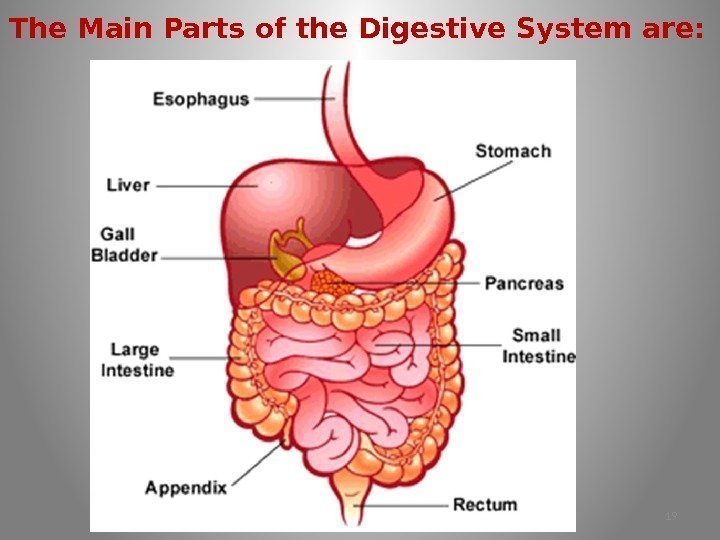 The Main Parts of the Digestive System are: 19 