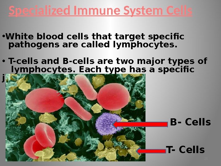 Specialized Immune System Cells • White blood cells that target specific pathogens are called