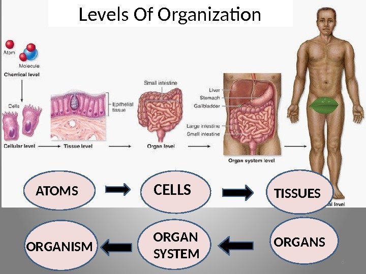 Levels Of Organization ATOMS CELLS TISSUES ORGANSORGAN SYSTEMORGANISM 6 
