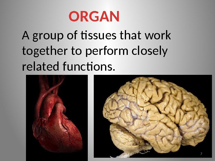 ORGAN A group of tissues that work together to perform closely related functions. 7