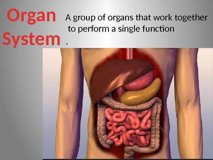 Organ System A group of organs that work together  to perform a single